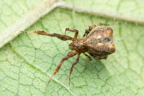 Criballate Orb Weaver Spider Uloboridae Species Satara Maharashtra India — 图库照片