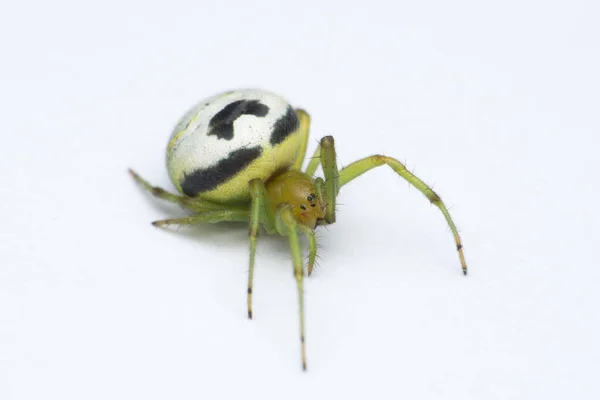 Kideney Guarden Spider Araneus Mitificus Satara Maharashtra India — Stock Fotó