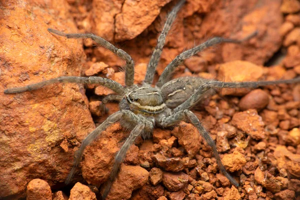 印度马哈拉施特拉邦Satara的大型漏斗蛛网蜘蛛 Hippasa种 — 图库照片