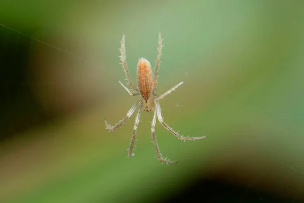 Indian Rice Spider Larinia Species Satara Maharashtra India — Stockfoto