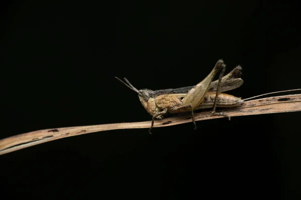 Schistocerca Nigripennis Een Rechtvleugelig Insect Uit Familie Veldsprinkhanen Accipitridae Het — Stockfoto