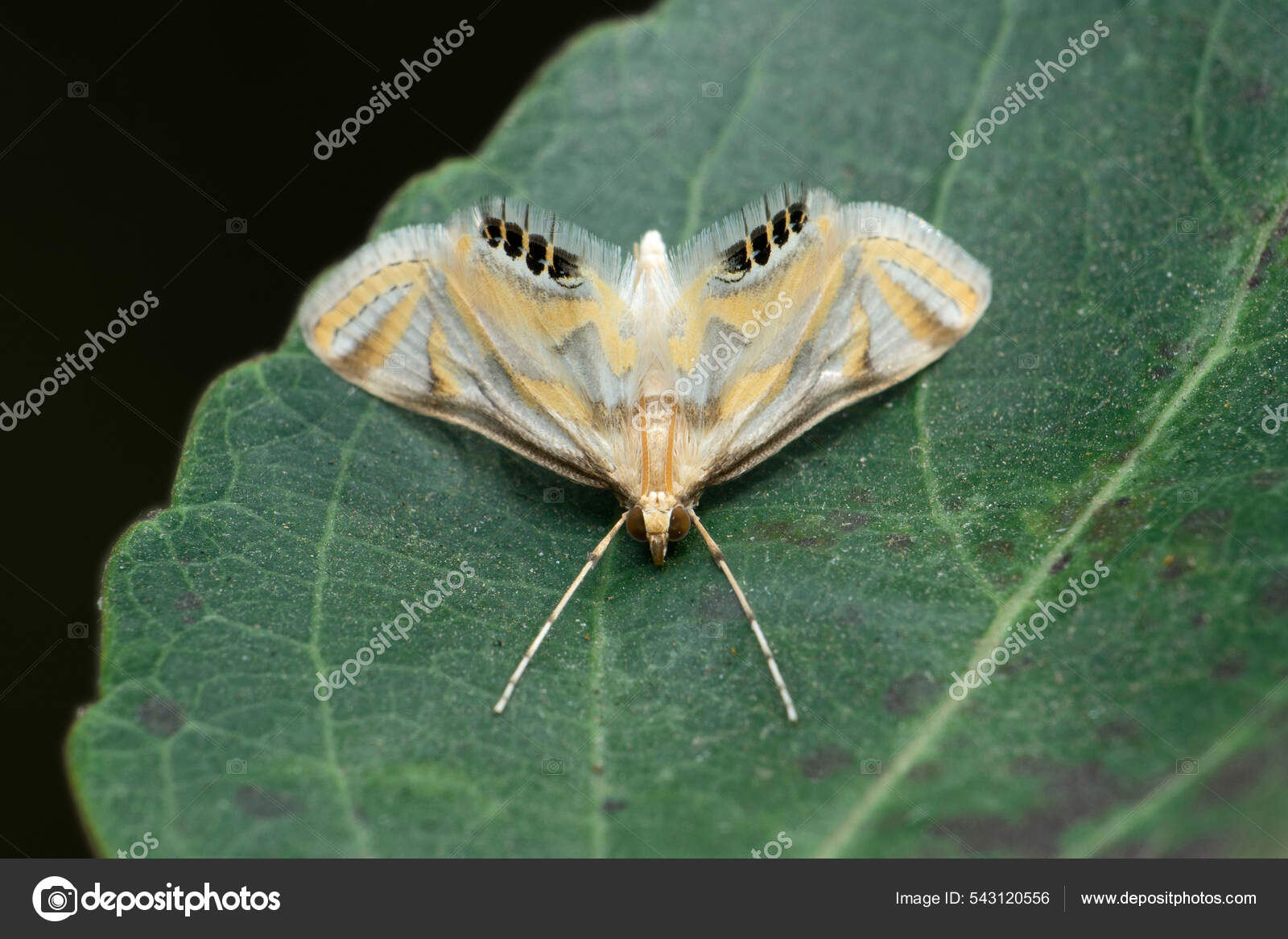 Codling Moth Leaf Cydia Fonella Satara Maharashtra India Стоковое.