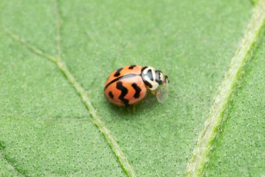 Bayan kuş böceği, Satara, Maharashtra, Hindistan
