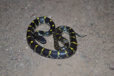 Sarı benekli kurt yılanı, Lycodon flavomaculatus batı ghatlarına özgü, Satara, Maharashtra, Hindistan