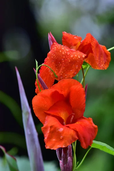 Flower Canna Indica Comunemente Noto Come Indian Shot Satara Maharashtra — Foto Stock