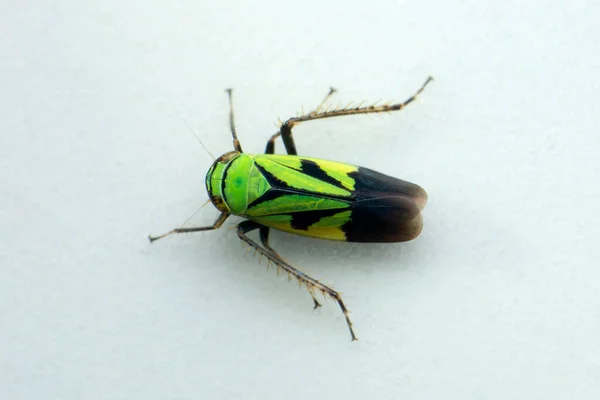 Zelená Žába Hopper Detailní Záběr Satara Maháráštra Indie — Stock fotografie