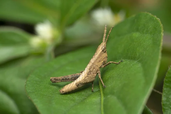 Grey Leaf Grasshopper Leaf Satara Maharashtra India — Stock Photo, Image