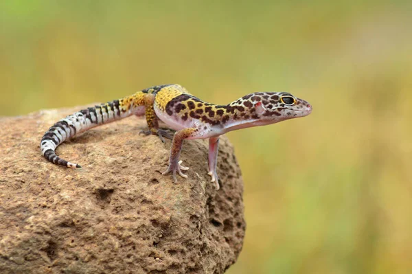Gecko Leopardo Indio Eublepharis Fuscus Baramati Maharashtra India — Foto de Stock