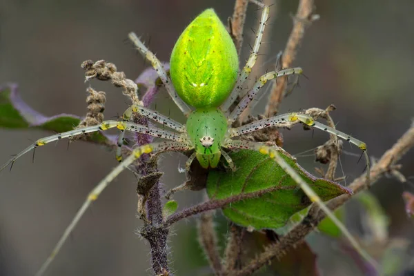 印度马哈拉施特拉邦Satara的绿色山猫蜘蛛 氧气类物种 — 图库照片