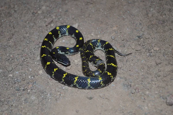 Sarı Benekli Kurt Yılanı Lycodon Flavomaculatus Batı Ghatlarına Özgü Satara — Stok fotoğraf