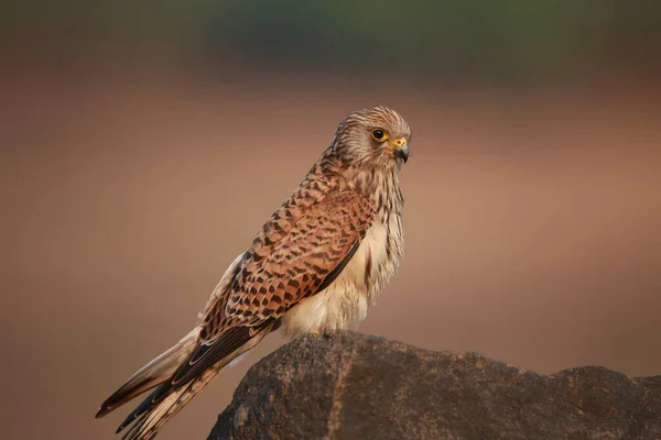 Самка Пустельги Обыкновенной Falco Tthunculus Satara Maharashtra India — стоковое фото