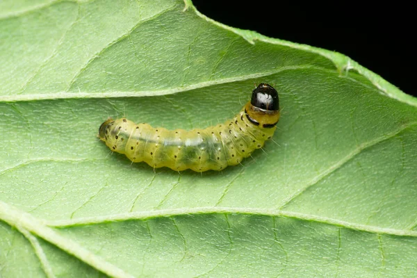 Caterpillar Swift Butterfly Satara Maharashtra India — стоковое фото