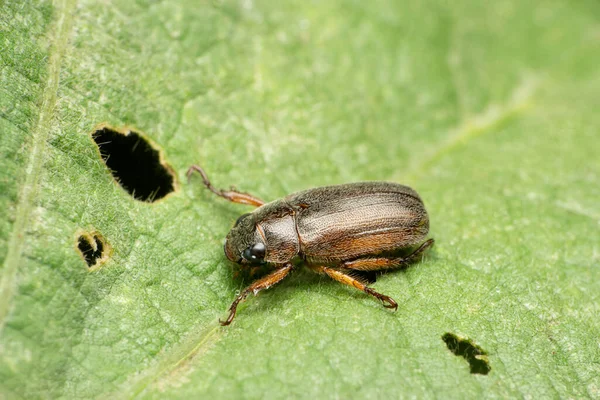 Escarabajo Común Del Estiércol Satara Maharashtra India —  Fotos de Stock