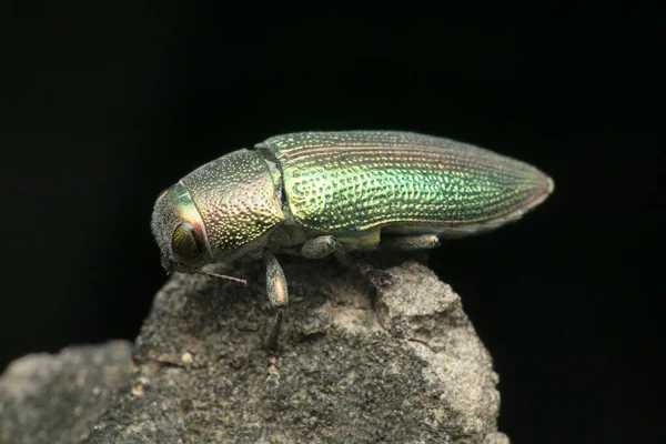 Escarabajo Joya Especie Julodis Satara Maharashtra India —  Fotos de Stock