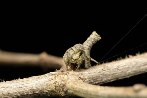 Orb Weaver Spider Satara Maharashtra India — 图库照片