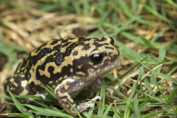 Marbled balloon frog, Uperodon systoma, Satara, Maharashtra, India