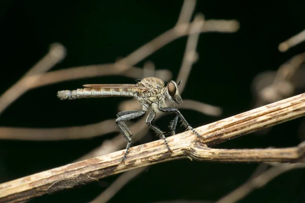 Robberfly Zosteria Species Satara Maharashtra India — стокове фото