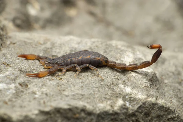 Lychas Scorpion Species Satara Maharashtra India — Stock Photo, Image