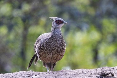 Kalij Pheasant yakın plan, Lophura lökomileri, kadın, Uttarakhand, Hindistan