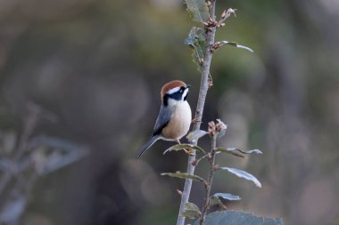 Black-throated Tit, Aegithalos concinnus, Uttarakhand, India