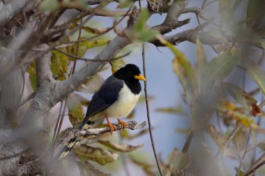 Sarı gagalı Mavi Saksağan, Urocissa flavirostris, Uttarakhand, Hindistan