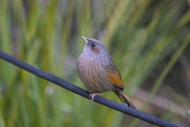 Çizgili Laughingthrush, Trochalopteron lineatum, Uttarakhand, Hindistan