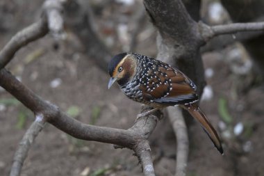 Benekli Laughingthrush, Ianthocincla ocellata, Nepal