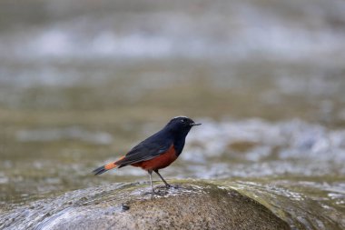 Beyaz başlıklı Redstart, Phoenicurus leucocephalus, erkek, Uttarakhand, Hindistan