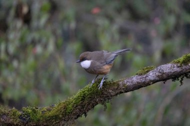 Beyaz boğazlı ardıç kuşu, Pterorhinus albogularis, Uttarakhand, Hindistan