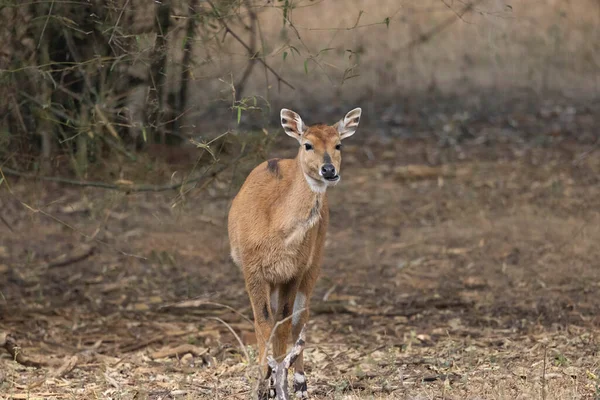 Blue Bull Fawn Boselaphus Tragocamelus Bandhavgarh Tiger Reserve Madhya Pradesh — Stock fotografie