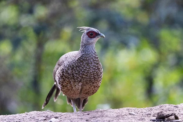 Kalij Pheasant Closeup Lophura Leucomelanos Female Uttarakhand India — 스톡 사진