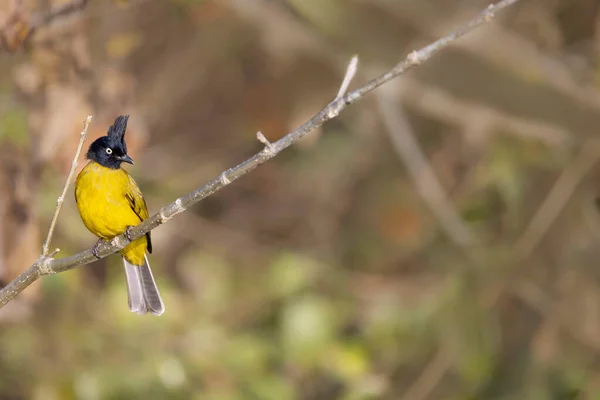 Bulbul Rubigula Flaviventris Уттаракханд Индия — стоковое фото