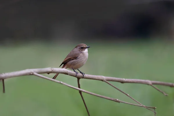 Gri Bush Sohbeti Saxicola Ferreus Kadın Uttarakhand Hindistan — Stok fotoğraf