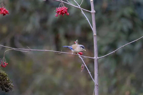 Minla Ailes Bleues Actinodura Cyanouroptera Uttarakhand Inde — Photo