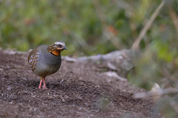 Hill Partridge Arborophila Torqueola Uttarakhand India — Stock Photo, Image