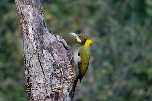 Greater Yellow Naped Woodpecker Picus Flavinucha Uttarakhand India — Stock Photo, Image