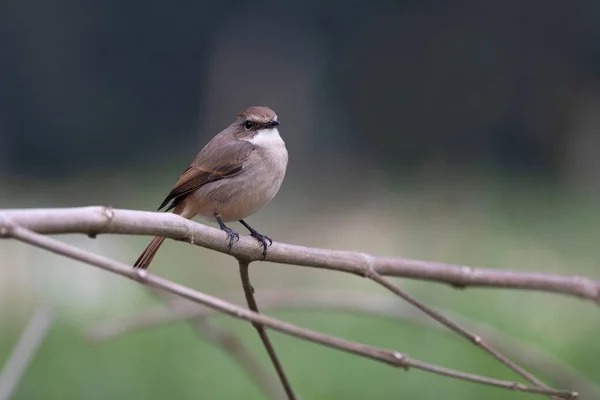 Gri Bush Sohbeti Saxicola Ferreus Kadın Uttarakhand Hindistan — Stok fotoğraf