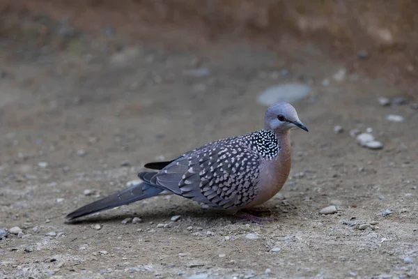 Spotted Dove Spilopelia Chinensis Uttarakhand Índia — Fotografia de Stock