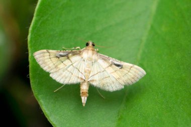 Wax moth species, Satara, Maharashtra, India  clipart