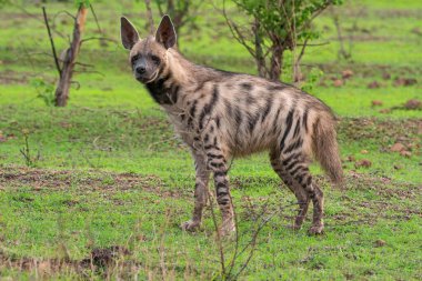 Çizgili sırtlan, Hyaena hyaena, Satara, Maharashtra, İndia.jpg