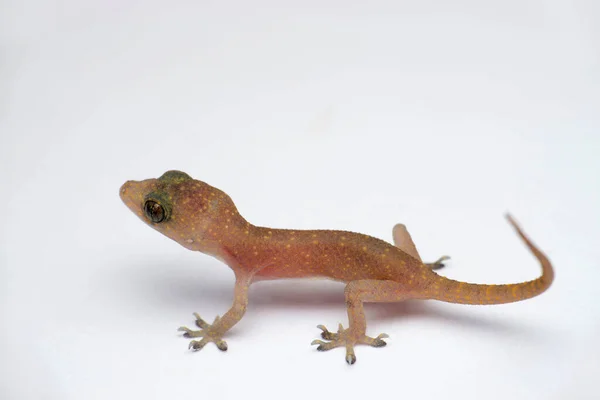 Casa Común Gecko Hemidactylus Trides Fondo Blanco Satara Maharashtra India —  Fotos de Stock