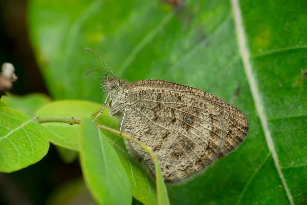 Borboleta Comum Cinco Anéis Ypthima Baldus Winter Morph Satara Maharashtra — Fotografia de Stock