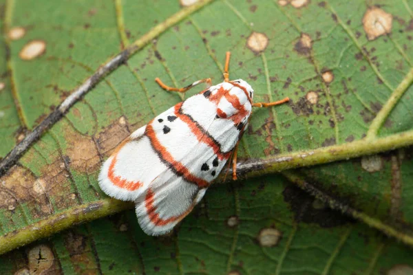 Red Striped Tiger Moth Species Satara Maharashtra India —  Fotos de Stock