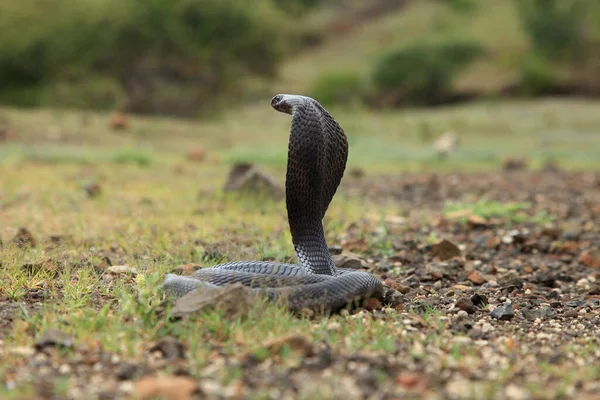 Indian Black Forest Cobra Naja Naja Gujarat India — Stock Photo, Image