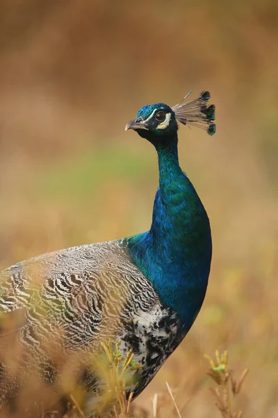 Indian Peafowl Pavo Cristatus Satara Maharashtra India — Stock Photo, Image