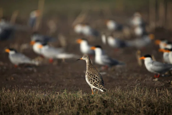 Waldwasserläufer Tringa Glareola Satara Maharashtra Indien — Stockfoto