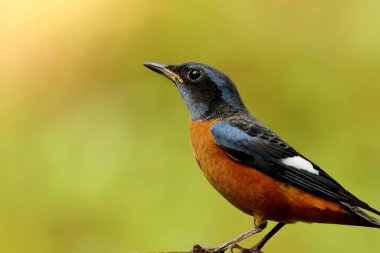 Erkek Blue Cappeed Rock Thrush, Monticola Cinclorhynchus, Ganeshgudi, Karnataka, Hindistan