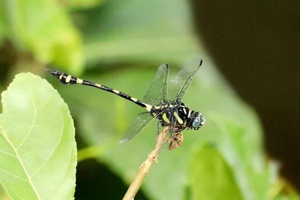 Common Clubtail Dragonfly Gomphus Vulgatissimus Sindhudurg Maharashtra India — 图库照片