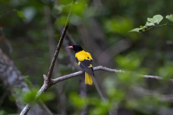 Oriole Černou Kápí Oriolus Xanthornus Goa Indie — Stock fotografie