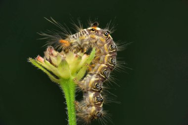 Güve tırtılı, Satara Maharashtra, Hindistan